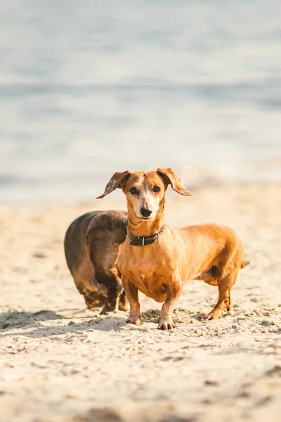 Dois Dachshund jogam na praia. dois cães pequenos brincando juntos ao ar livre. Dachshunds dois cães do rio. Dois cães Dachshund brincando — Fotografia de Stock