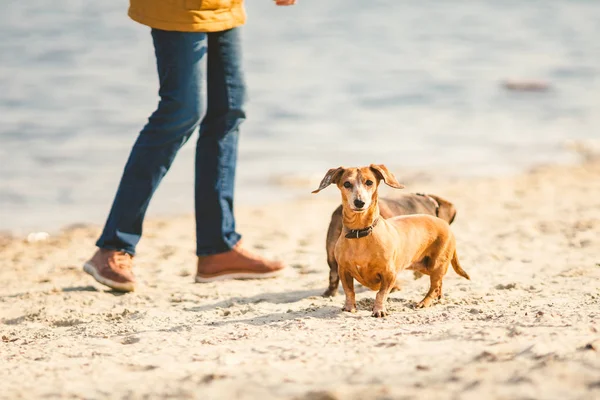 Dois Dachshund jogam na praia. dois cães pequenos brincando juntos ao ar livre. Dachshunds dois cães do rio. Dois cães Dachshund brincando — Fotografia de Stock