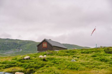 Dağdaki ahşap kulübeler Norveç 'i geçiyor. Tipik İskandinav çim çatı evleri olan Norveç manzarası. Dağ köyü, küçük evleri ve vadide çimleri olan ahşap kulübeleri var.