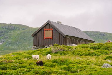 Dağdaki ahşap kulübeler Norveç 'i geçiyor. Tipik İskandinav çim çatı evleri olan Norveç manzarası. Dağ köyü, küçük evleri ve vadide çimleri olan ahşap kulübeleri var.