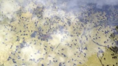 Gölette siyah kurbağa yavruları. Kurbağa yavruları. Kurbağa yavrusu yaşam döngüsü