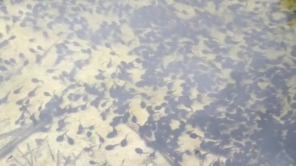 Kaulquappen in einem Teich. Krötenkaulquappen. Lebenszyklus Kaulquappenfrosch