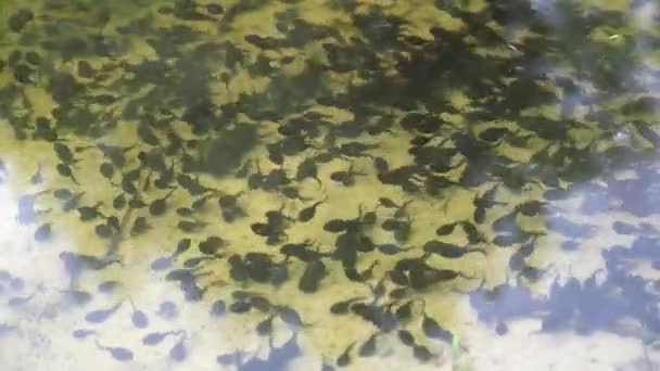 Têtards noirs dans un étang. Des têtards de crapaud. Cycle de vie des grenouilles têtards — Video