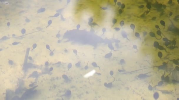 Black tadpoles in a pond. Toad tadpoles. Tadpole frog life cycle — 비디오
