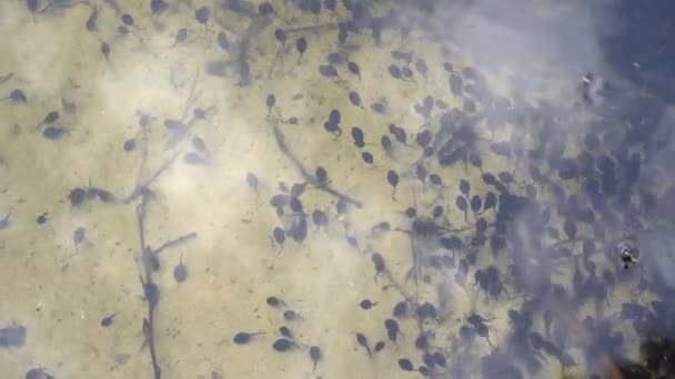 Têtards noirs dans un étang. Des têtards de crapaud. Cycle de vie des grenouilles têtards — Video