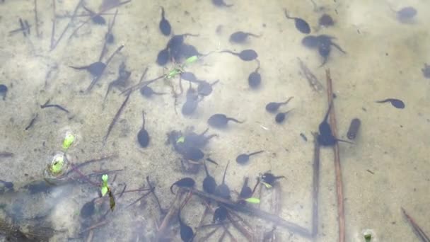 Black tadpoles in a pond. Toad tadpoles. Tadpole frog life cycle — Stock Video