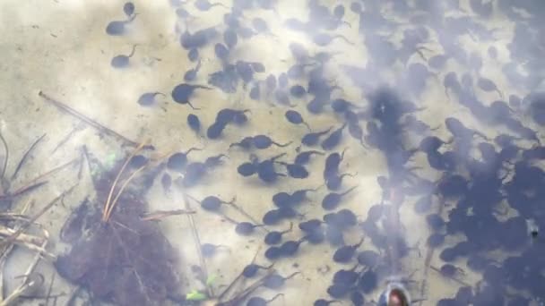 Têtards noirs dans un étang. Des têtards de crapaud. Cycle de vie des grenouilles têtards — Video
