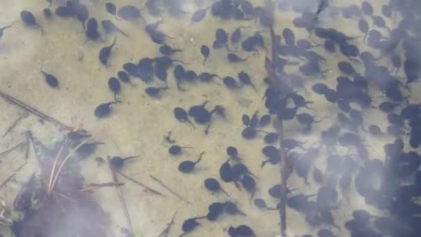 Têtards noirs dans un étang. Des têtards de crapaud. Cycle de vie des grenouilles têtards — Video