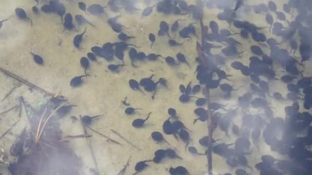 Kaulquappen in einem Teich. Krötenkaulquappen. Lebenszyklus Kaulquappenfrosch