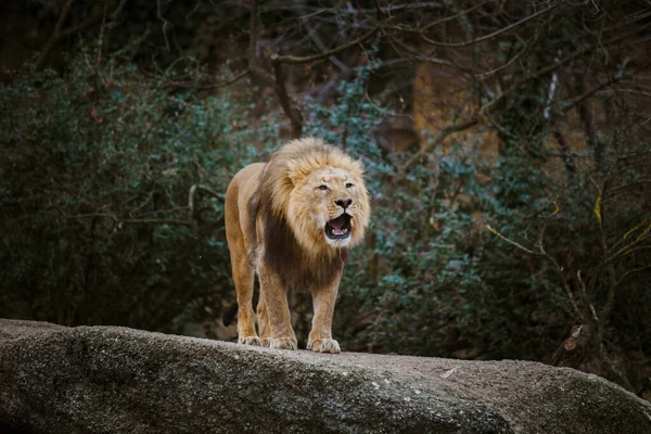 Un leu adult își exprimă agresivitatea, mârâie arătând dinții pe o piatră din grădina zoologică din Basel, Elveția, în timpul iernii, pe vreme tulbure. — Fotografie, imagine de stoc