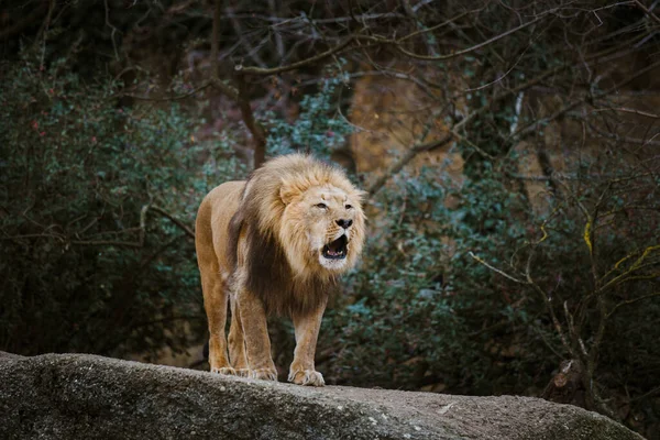 Un leu adult își exprimă agresivitatea, mârâie arătând dinții pe o piatră din grădina zoologică din Basel, Elveția, în timpul iernii, pe vreme tulbure. — Fotografie, imagine de stoc