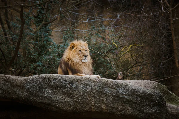 Un lion rouge mâle adulte se reposant sur une pierre dans le zoo de Bâle en Suisse en hiver par temps nuageux — Photo