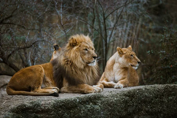 Doi prădători adulți, familia unui leu și o leoaică se odihnesc pe o piatră din grădina zoologică din Basel, Elveția, în timpul iernii, pe vreme tulbure. — Fotografie, imagine de stoc