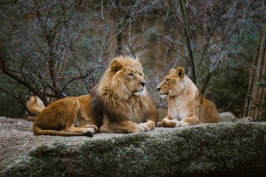 İki yetişkin yırtıcı hayvan, bir aslan ve bir dişi aslan ailesinin İsviçre Basel city hayvanat bahçesinde bir taş üzerinde bulutlu havalarda kışın tutun