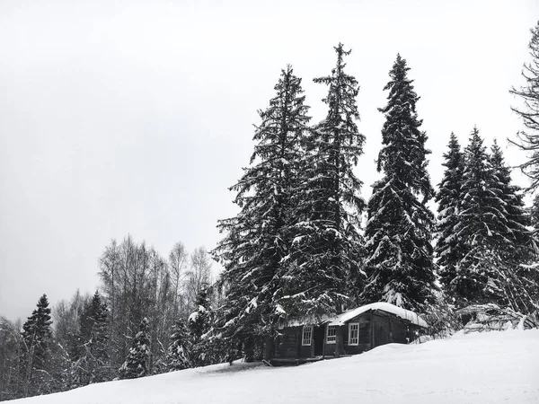 Winter landscape in the coniferous forest. Abandoned old wooden house, the Forester's hut on a snowy meadow in the Carpathian mountains in Ukraine in the foggy cloudy weather — Stock Photo, Image