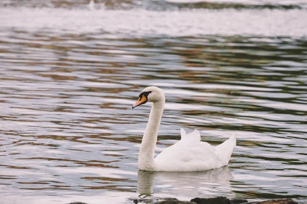 Cisne en el río Moldava cerca del puente de Carlos en Praga. hermoso cisne blanco nadando en el río Moldava en Praga. Karluv Most y los cisnes blancos. Aves en la orilla del río en Praga — Foto de Stock