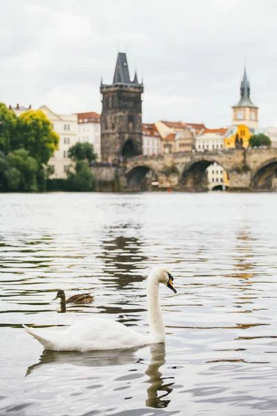 Cygne Sur la rivière Vltava près du pont Charles à Prague. magnifique cygne blanc nageant sur la rivière Vltava à Prague. Karluv Most et les cygnes blancs. Oiseaux sur la rive à Prague — Photo