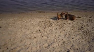 Bir sürü evcil hayvan, yürüyüşe çıkmış köpek sever. Yetişkin, yaşlı, beyaz, üç köpeği olan kadın dachshund ve oyuncak teriyer yetiştiriyor. Sahibi güneşli gölün yanındaki sahilde top köpeğiyle oynuyor.