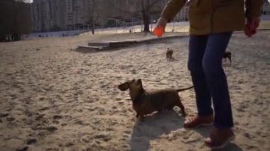 Bir sürü evcil hayvan, yürüyüşe çıkmış köpek sever. Yetişkin, yaşlı, beyaz, üç köpeği olan kadın dachshund ve oyuncak teriyer yetiştiriyor. Sahibi güneşli gölün yanındaki sahilde top köpeğiyle oynuyor.