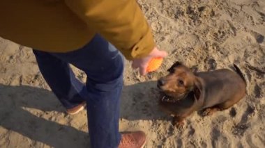 Bir sürü evcil hayvan, yürüyüşe çıkmış köpek sever. Yetişkin, yaşlı, beyaz, üç köpeği olan kadın dachshund ve oyuncak teriyer yetiştiriyor. Sahibi güneşli gölün yanındaki sahilde top köpeğiyle oynuyor.