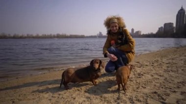 Bir sürü evcil hayvan, yürüyüşe çıkmış köpek sever. Yetişkin, yaşlı, beyaz, üç köpeği olan kadın dachshund ve oyuncak teriyer yetiştiriyor. Sahibi güneşli gölün yanındaki sahilde top köpeğiyle oynuyor.