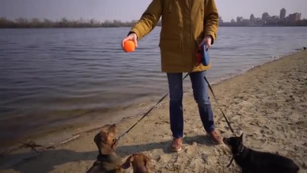 Assunto muitos animais de estimação, amante do cão na caminhada. Adulto, idoso mulher caucasiana com três cães raça dachshund e mãos brinquedo terrier. proprietário joga com cão bola na praia perto do lago do rio reservatório em ensolarado — Vídeo de Stock