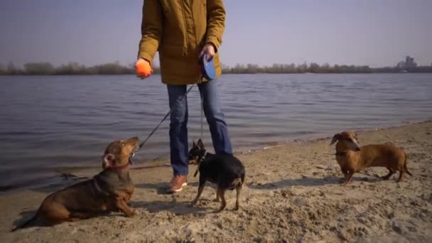 主题宠物，爱犬散步。年迈的白人老年妇女带着三只狗，养着腊肠和手玩具狗。船主在阳光充足的水库湖畔的海滩上与球狗玩耍 — 图库视频影像