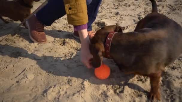 Soggetto molti animali domestici, amante dei cani a piedi. Adulto, vecchia donna caucasica anziana con tre cani razza bassotto e mani giocattolo terrier. proprietario gioca con palla cane sulla spiaggia vicino lago serbatoio fiume in soleggiato — Video Stock