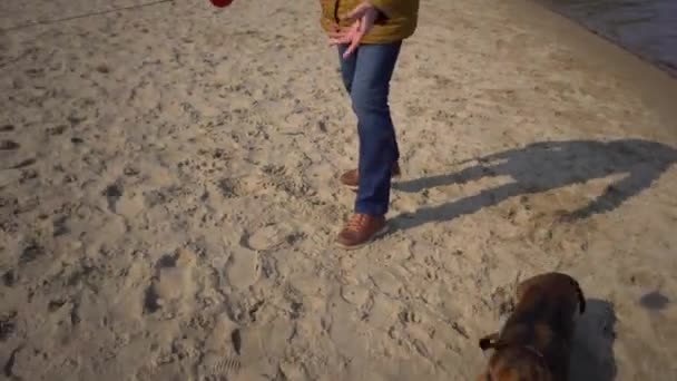 Κατοικίδια-αντικείμενα, λάτρης των σκύλων. Ενήλικες, ηλικιωμένοι Καυκάσιοι γυναίκα με τρία σκυλιά φυλή dachshund και τα χέρια τεριέ παιχνίδι. ιδιοκτήτης παίζει με μπάλα σκύλου στην παραλία κοντά λίμνη ταμιευτήρα ποταμού στην ηλιόλουστη — Αρχείο Βίντεο