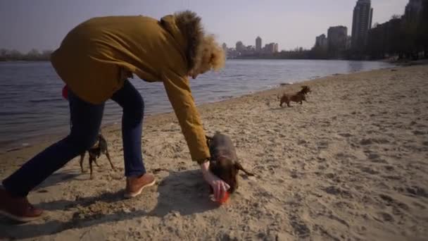 Objektets husdjur, hundälskare på promenad. Vuxna, äldre kaukasiska kvinna med tre hundar föda tax och händer leksak terrier. ägare leker med boll hund på stranden nära reservoar flod sjö i soligt — Stockvideo