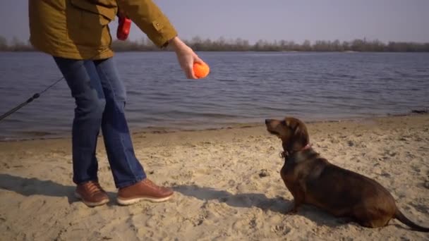 Zwierzęta na parkingu, miłośnik psów na spacerze. Dorosła, starsza kobieta rasy kaukaskiej z trzema psami hoduje jamniki i rękami zabawki terrier. właściciel bawi się z pies piłka na plaży w pobliżu zbiornika jeziora rzeki w słoneczny — Wideo stockowe