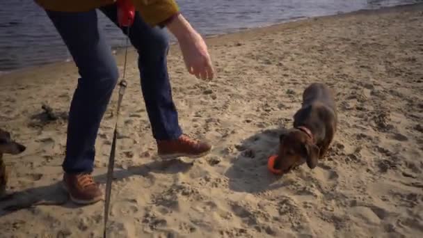 Κατοικίδια-αντικείμενα, λάτρης των σκύλων. Ενήλικες, ηλικιωμένοι Καυκάσιοι γυναίκα με τρία σκυλιά φυλή dachshund και τα χέρια τεριέ παιχνίδι. ιδιοκτήτης παίζει με μπάλα σκύλου στην παραλία κοντά λίμνη ταμιευτήρα ποταμού στην ηλιόλουστη — Αρχείο Βίντεο