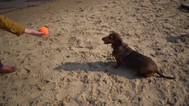 Objektets husdjur, hundälskare på promenad. Vuxna, äldre kaukasiska kvinna med tre hundar föda tax och händer leksak terrier. ägare leker med boll hund på stranden nära reservoar flod sjö i soligt — Stockvideo