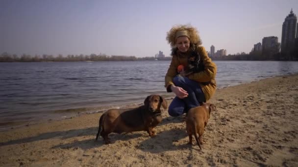 Soggetto molti animali domestici, amante dei cani a piedi. Adulto, vecchia donna caucasica anziana con tre cani razza bassotto e mani giocattolo terrier. proprietario gioca con palla cane sulla spiaggia vicino lago serbatoio fiume in soleggiato — Video Stock