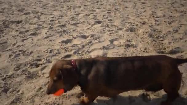Stary tłuszcz trochę brązowy jamnik pies gra z gumy czerwoną piłkę na piaszczystej plaży w słonecznej pogodzie — Wideo stockowe