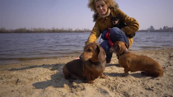 Woman plays with dogs. Pets and dogs training and educating dogs. Companion pets concept. Companion pets concept. dog lover.Caucasian lady with three dogs breed dachshund and hands toy terrier — Stock Video