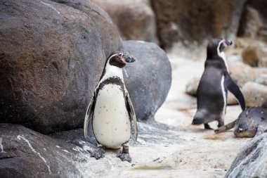 Humboldt pengueni, Spheniscus humboldti Barcelona hayvanat bahçesinde