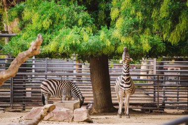 Zebra Barselona hayvanat bahçesinde. Çizgili siyah beyaz memeli hayvan zebra