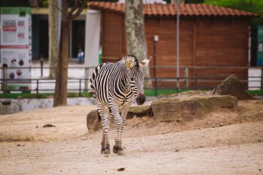 Zebra Barselona hayvanat bahçesinde. Çizgili siyah beyaz memeli hayvan zebra
