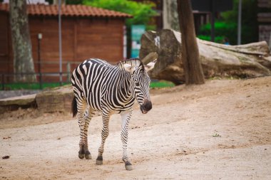 Zebra Barselona hayvanat bahçesinde. Çizgili siyah beyaz memeli hayvan zebra