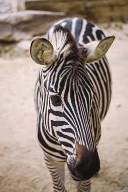 Zebra Barselona hayvanat bahçesinde. Çizgili siyah beyaz memeli hayvan zebra