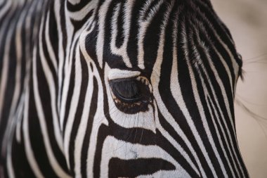 Zebra Barselona hayvanat bahçesinde. Çizgili siyah beyaz memeli hayvan zebra