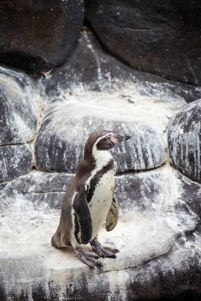 Humboldt pingvin, Spheniscus humboldti a barcelonai állatkertben — Stock Fotó