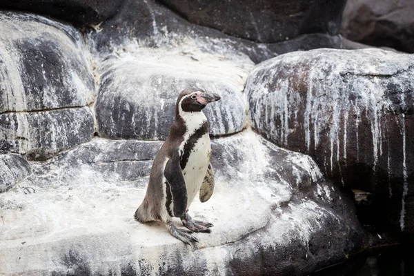Humboldt pingvin, Spheniscus humboldti a barcelonai állatkertben — Stock Fotó