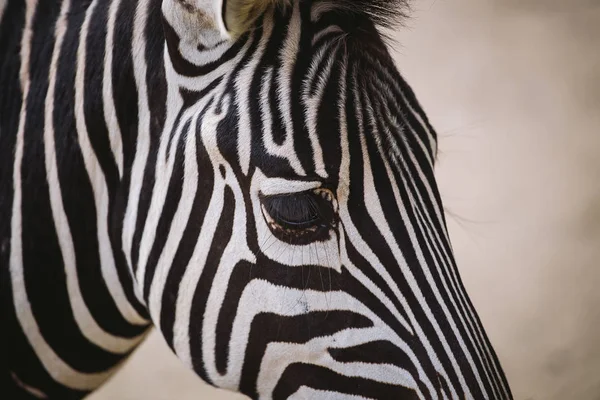 Zebra Barselona hayvanat bahçesinde. Çizgili siyah beyaz memeli hayvan zebra