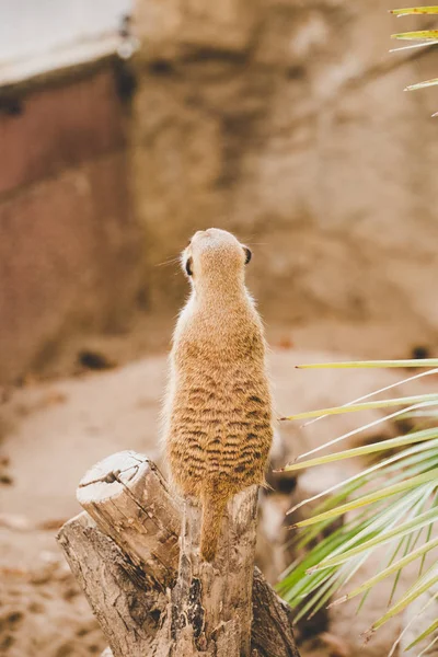 Meerkat on hind legs. Portrait of meerkat standing on hind legs with alert expression. Portrait of a funny meerkat sitting on its hind legs on a wooden hemp near a palm tree