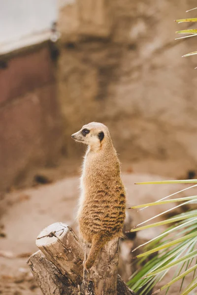 Meerkat a hátsó lábon. A hátsó lábakon álló szurikáta arcképe riadó arckifejezéssel. Egy vicces szurikáta portréja, amint a hátsó lábain ül egy fakenderen egy pálmafa mellett. — Stock Fotó