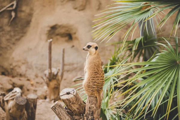 Meerkat a hátsó lábon. A hátsó lábakon álló szurikáta arcképe riadó arckifejezéssel. Egy vicces szurikáta portréja, amint a hátsó lábain ül egy fakenderen egy pálmafa mellett. — Stock Fotó