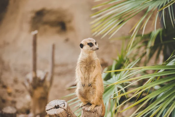 Meerkat a hátsó lábon. A hátsó lábakon álló szurikáta arcképe riadó arckifejezéssel. Egy vicces szurikáta portréja, amint a hátsó lábain ül egy fakenderen egy pálmafa mellett. — Stock Fotó