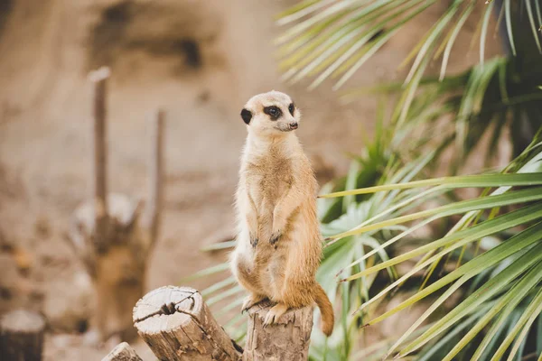 Meerkat a hátsó lábon. A hátsó lábakon álló szurikáta arcképe riadó arckifejezéssel. Egy vicces szurikáta portréja, amint a hátsó lábain ül egy fakenderen egy pálmafa mellett. — Stock Fotó